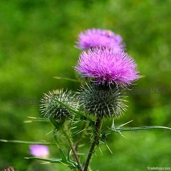 Pharmaceutical Grade Milk Thistle Extract Silymarin