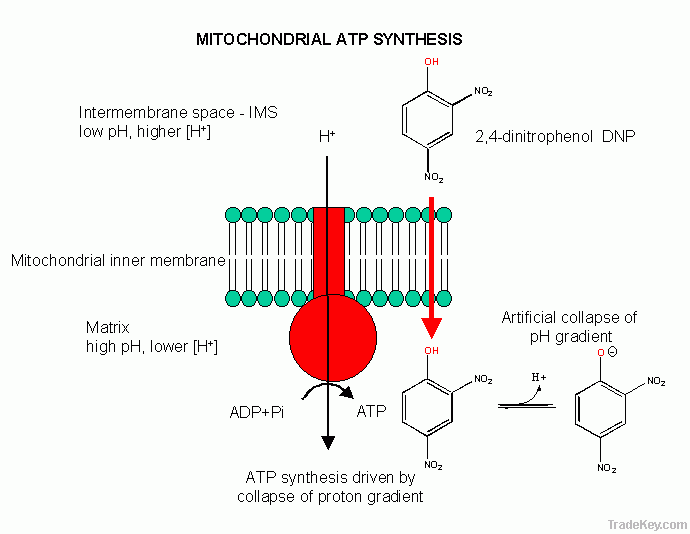 DNP dinitrophenol