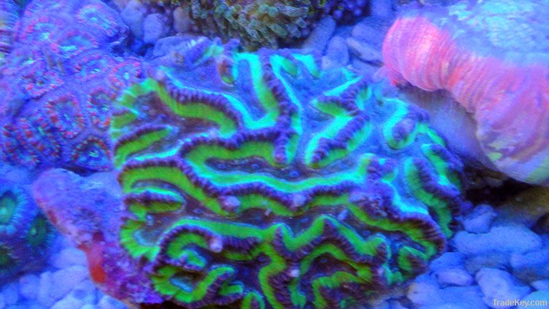 Live coral and Saltwater fish