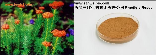 Rhodiola rosea extract