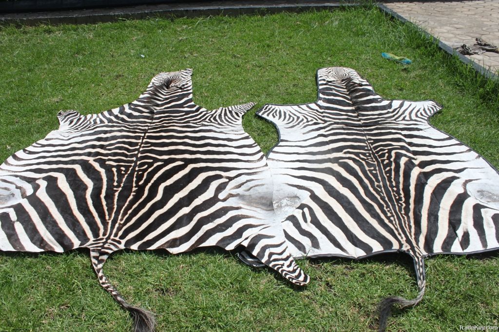 AFRICAN ZEBRA SKIN RUGS AT 10.3FT