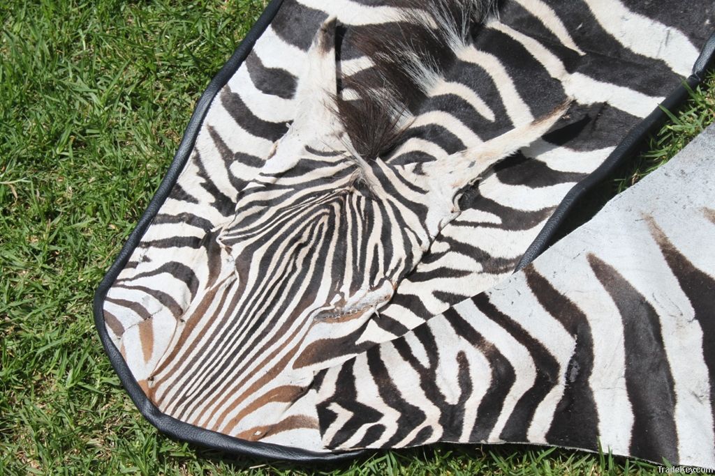 AFRICAN ZEBRA SKIN RUGS AT 10.3FT