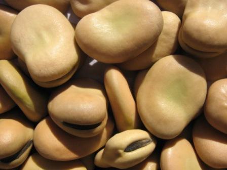 Broad Beans