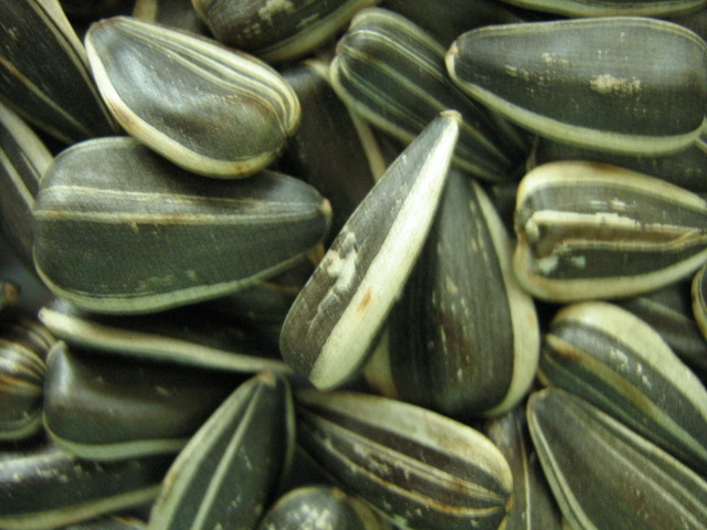 Sunflower Seeds