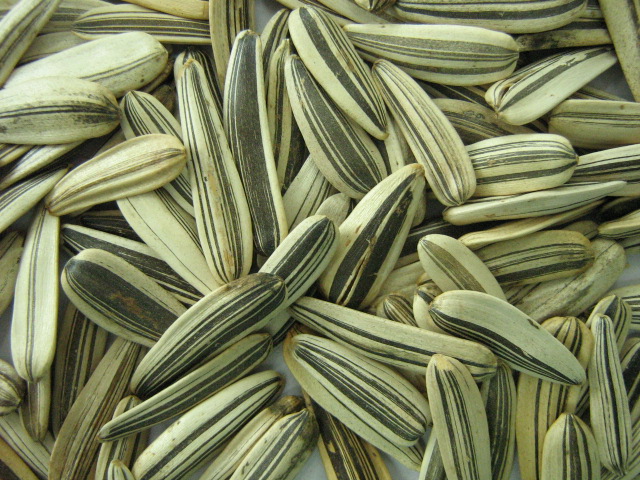 Sunflower Seeds