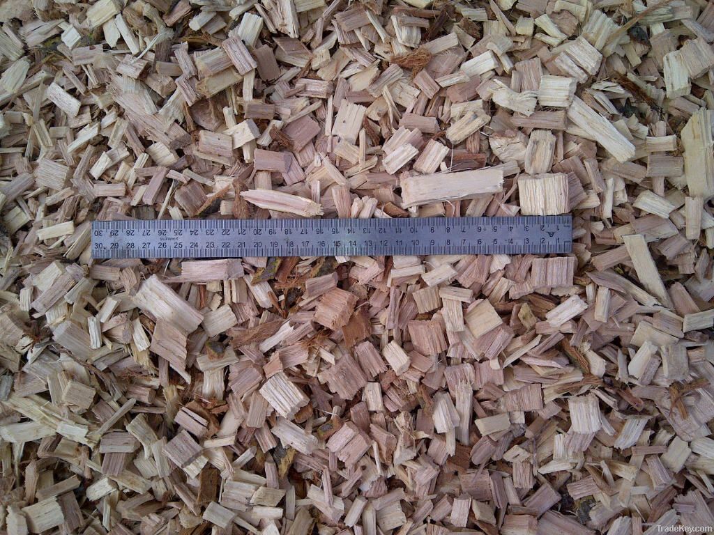 Eucalyptus wood chips