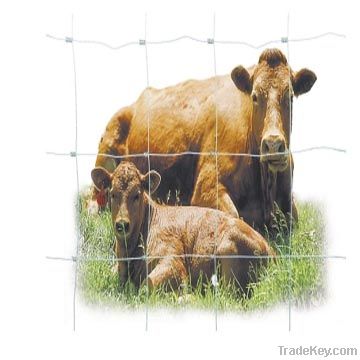 cattle fence