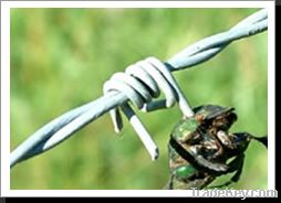 Barbed Wire