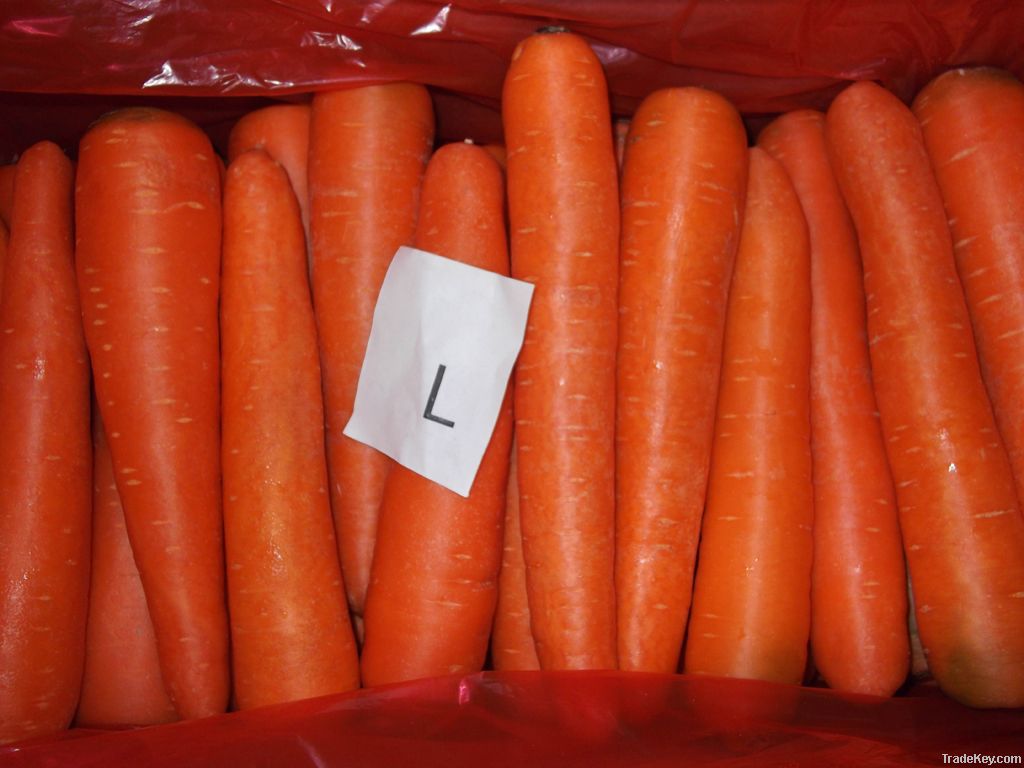 2011 fresh carrot