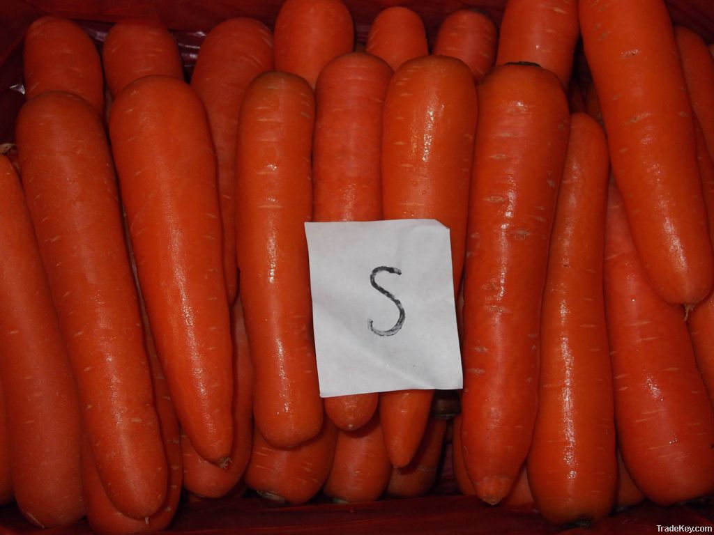 2011 fresh carrot