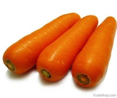 2011 fresh carrot