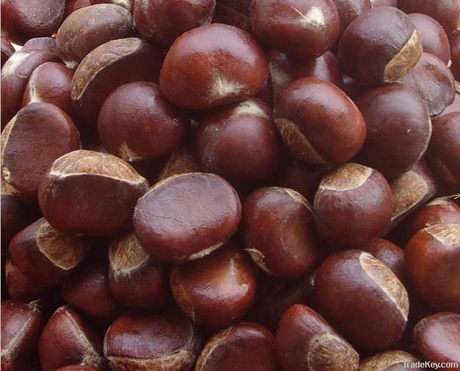 2011 fresh chestnuts