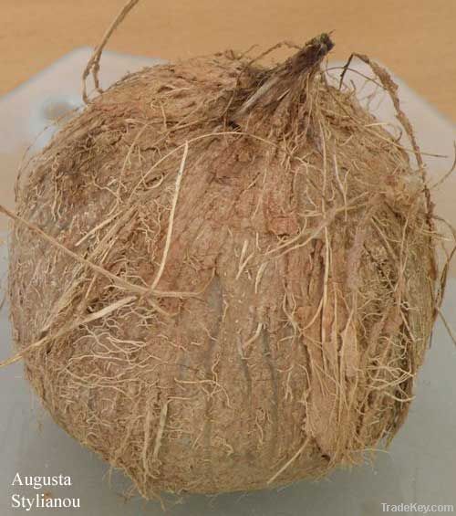 Cocos Nucifera