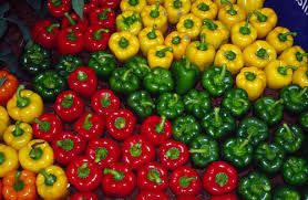 capsicum