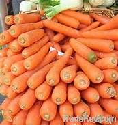 Carrot