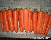 Carrot