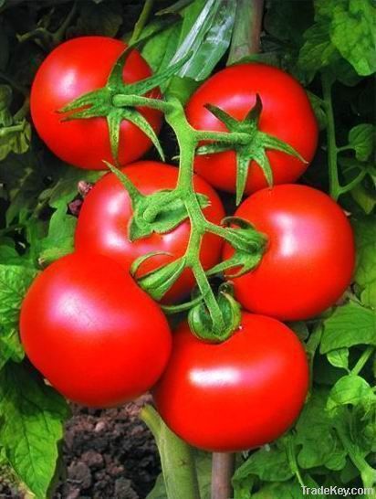 lycopene