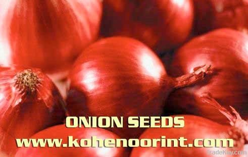 ONION SEED