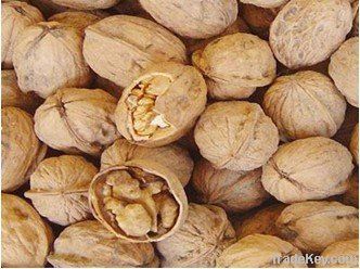 walnut