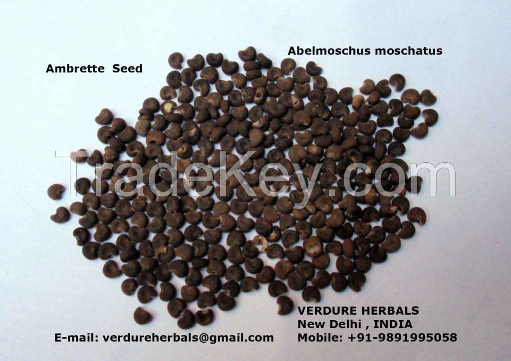 Ambrette Seeds