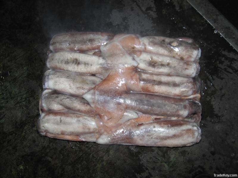 illex squid