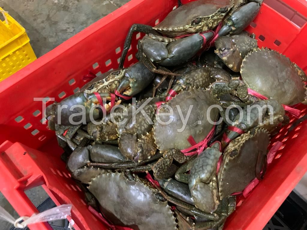 Live mud crabs