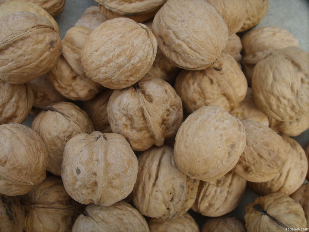 Walnut