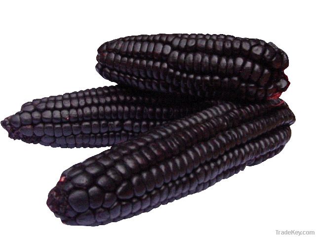 Purple corn