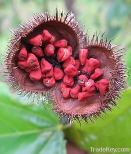 Annatto seeds