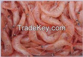 Frozen Shrimps