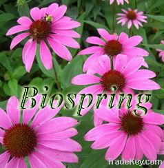 Echinacea Herb Extract