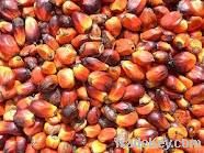 Palm Kernel Oil