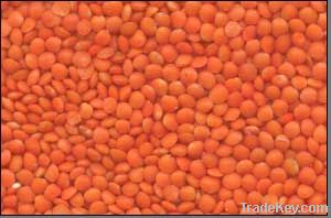 lentils