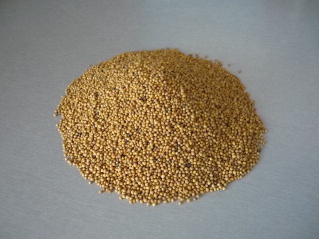 Yellow Mustard Seeds