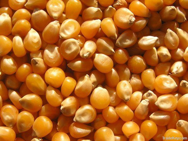 Maize | Maize Exporter | Corn Grain Seller | Maize Buyer | Bulk Maize Grain Importer | Corn bean Buyer | Corn bean Wholesaler | Corn Grain Manufacturer | Best Quality Corn Grain | Cheap Maize Supplier | Low Price Corn | Yellow Corn | White Cron | Baby Mai