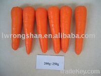 fresh carrots