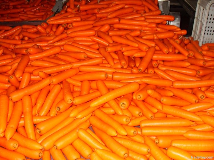 Fresh Carrots