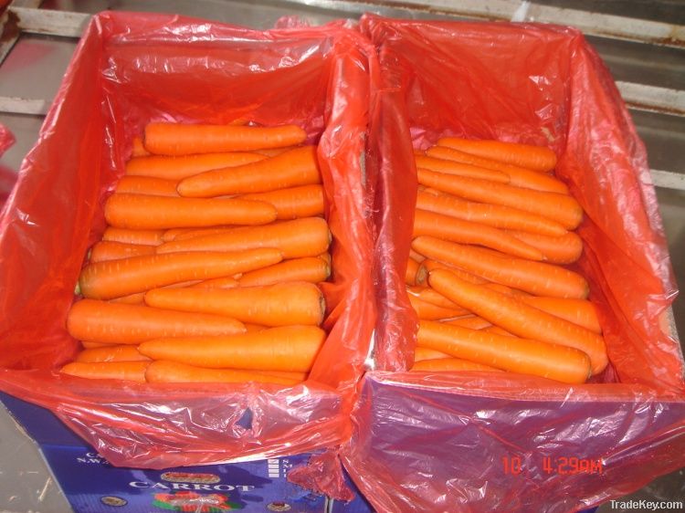 Fresh Carrots