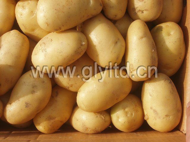 Fresh New Holland Potato