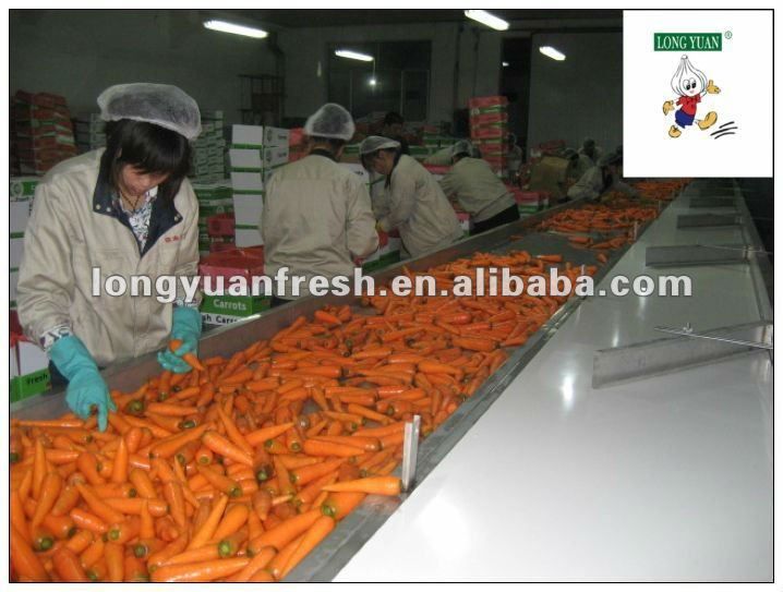 fresh carrot for sale