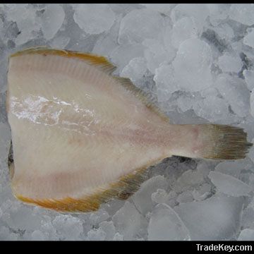 yellowfin sole