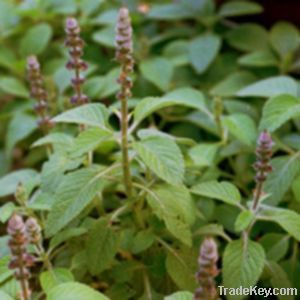 Coleus Forskohlii Extract