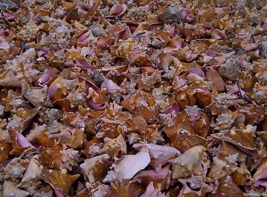 Conch Shells From Bahamas