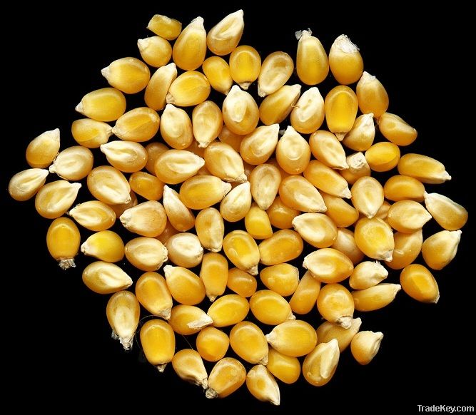 Maize | Maize Exporter | Corn Grain Seller | Maize Buyer | Bulk Maize Grain Importer | Corn bean Buyer | Corn bean Wholesaler | Corn Grain Manufacturer | Best Quality Corn Grain | Cheap Maize Supplier | Low Price Corn | Yellow Corn | White Cron | Baby Mai