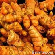 Fresh Turmeric