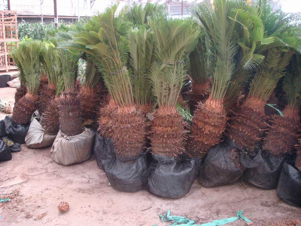 Cycas revoluta