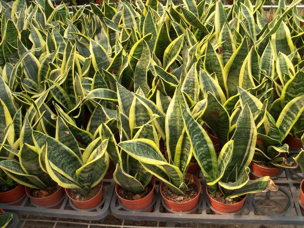 Sansevieria trifasciata