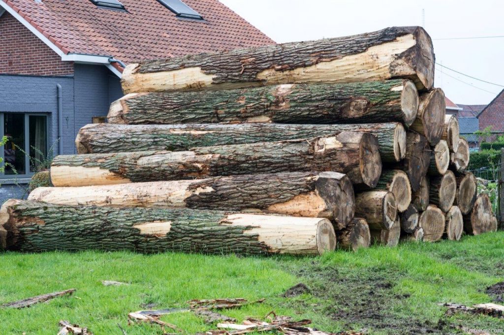 POPLAR fresh cut logs