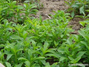 Stevia/Stevia Extract