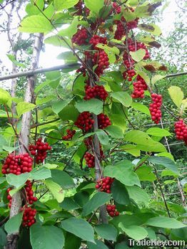 Schisandra Berries Raw powder